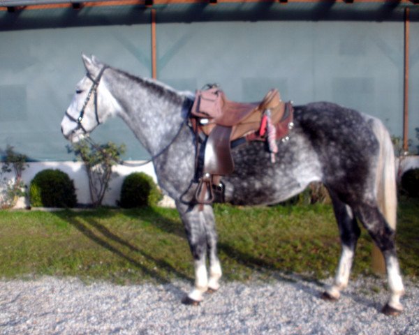 Pferd Biafra (Polnisches Warmblut, 2007)