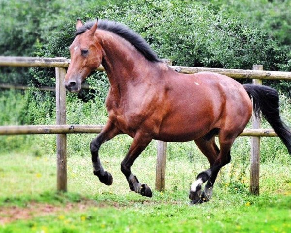 Pferd Pinot d'oro (Trakehner, 2004, von Exclusiv)