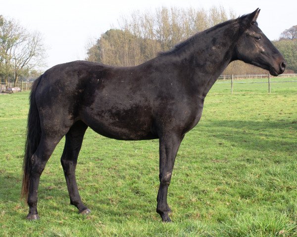 broodmare Cara Fürstina (Oldenburg, 2012, from Fürst Wilhelm)