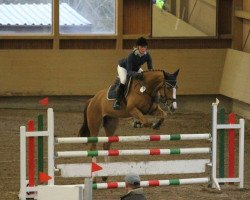 jumper Cinzano (Oldenburg show jumper, 2009, from Champion For Pleasure)