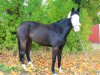 broodmare Weihaiwej 4 (German Riding Pony, 2002, from Top Non Stop II)