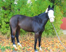 broodmare Weihaiwej 4 (German Riding Pony, 2002, from Top Non Stop II)