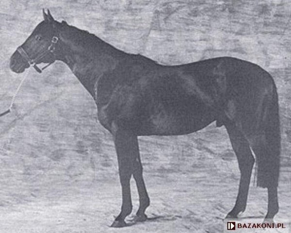 stallion Sarhoob xx (Thoroughbred, 1985, from Alydar xx)