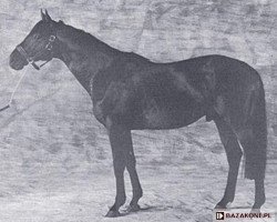 stallion Sarhoob xx (Thoroughbred, 1985, from Alydar xx)