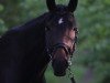 dressage horse Daily Peppermint (Hanoverian, 2007, from Dancier)