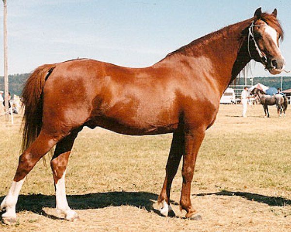 Deckhengst Cognac (Welsh Pony (Sek.B), 1975, von Surprise)