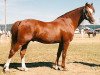 stallion Cognac (Welsh-Pony (Section B), 1975, from Surprise)