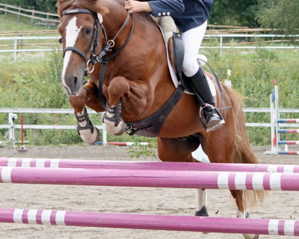 stallion Moflos Zmirnof (Welsh-Pony (Section B), 1997, from Wärnanäs Sigill RW 60)