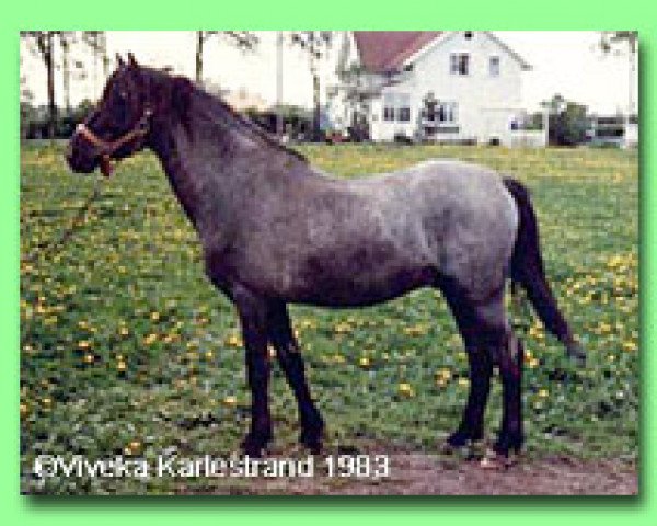 stallion Horshaga Cyrano (Welsh-Pony (Section B), 1961, from Rhyd-Y-Felin Selwyn)