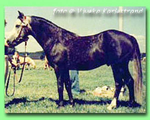 stallion Greatworth Swordsman (Welsh-Pony (Section B), 1968, from Kirby Cane Gallant)