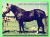 stallion Greatworth Swordsman (Welsh-Pony (Section B), 1968, from Kirby Cane Gallant)