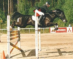 Deckhengst Dito (Welsh Pony (Sek.B), 1981, von Greatworth Swordsman)