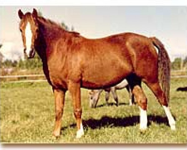 Zuchtstute Zorba (Welsh Pony (Sek.B), 1990, von Dito)