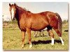 Zuchtstute Zorba (Welsh Pony (Sek.B), 1990, von Dito)