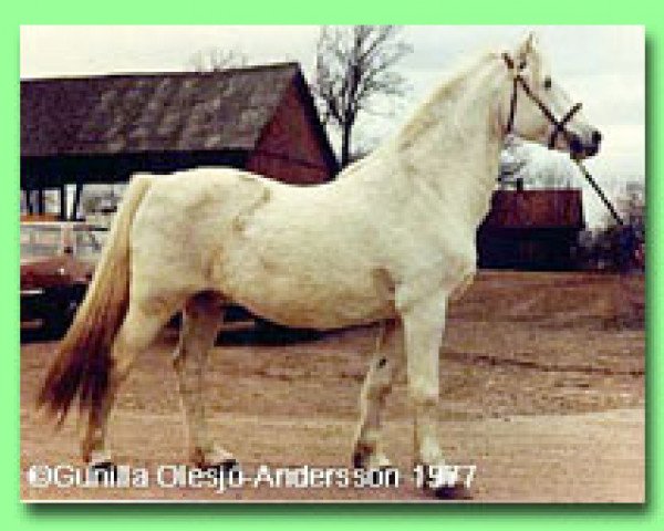 Deckhengst Coed Coch Barwn (Welsh Pony (Sek.B), 1954, von Criban Victor)