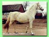 stallion Coed Coch Barwn (Welsh-Pony (Section B), 1954, from Criban Victor)