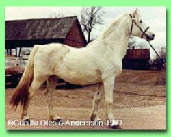 stallion Coed Coch Barwn (Welsh-Pony (Section B), 1954, from Criban Victor)