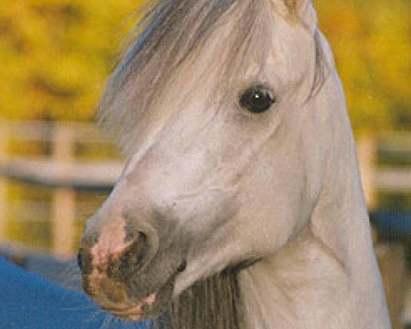 stallion Wärnanäs Sigill RW 60 (Welsh-Pony (Section B), 1976, from Coed Coch Barwn)