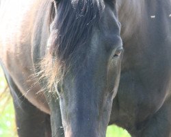 Zuchtstute Pia (Hessisches Warmblut, 1991, von Präfectus xx)