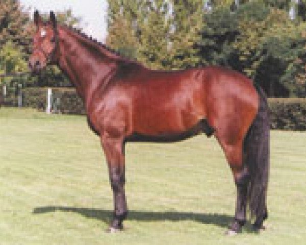 stallion Lustling M (Holsteiner, 1997, from Libertino I)