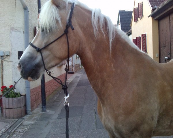 dressage horse Amazone (Haflinger, 2006, from Nawai)