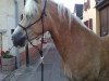 dressage horse Amazone (Haflinger, 2006, from Nawai)