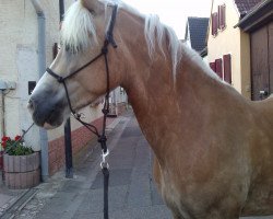 dressage horse Amazone (Haflinger, 2006, from Nawai)