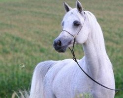 broodmare Mahdeenah EAO (Arabian thoroughbred, 1994, from Ansata Amir Zaman EAO)