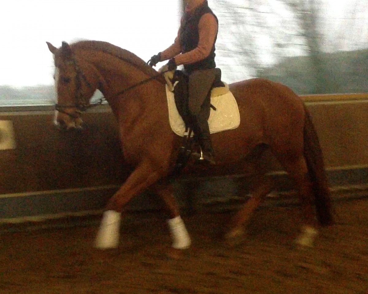 broodmare Lomee 3 (Hanoverian, 2007, from Londontime)