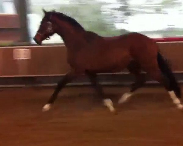 dressage horse Blaze of fame (Rhinelander, 2010, from Belissimo NRW)