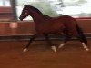 dressage horse Blaze of fame (Rhinelander, 2010, from Belissimo NRW)