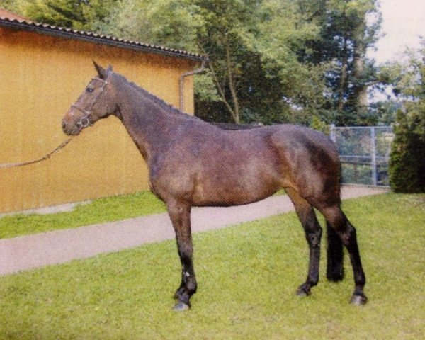 broodmare Blue Child (Oldenburg, 2007, from Chacco-Blue)