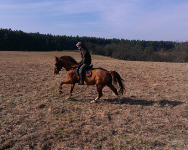 dressage horse Falco 341 (Hanoverian, 2001, from Fabriano)