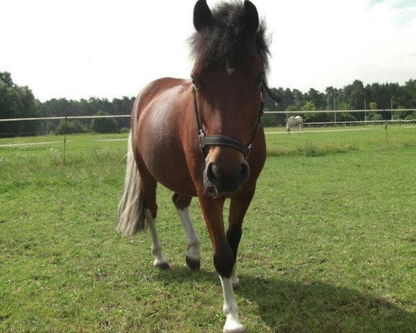 dressage horse Filou (German Riding Pony, 1999)