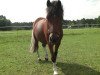 dressage horse Filou (German Riding Pony, 1999)