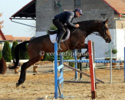 Pferd Tajganit (Tschechisches Warmblut, 2010, von Colman)