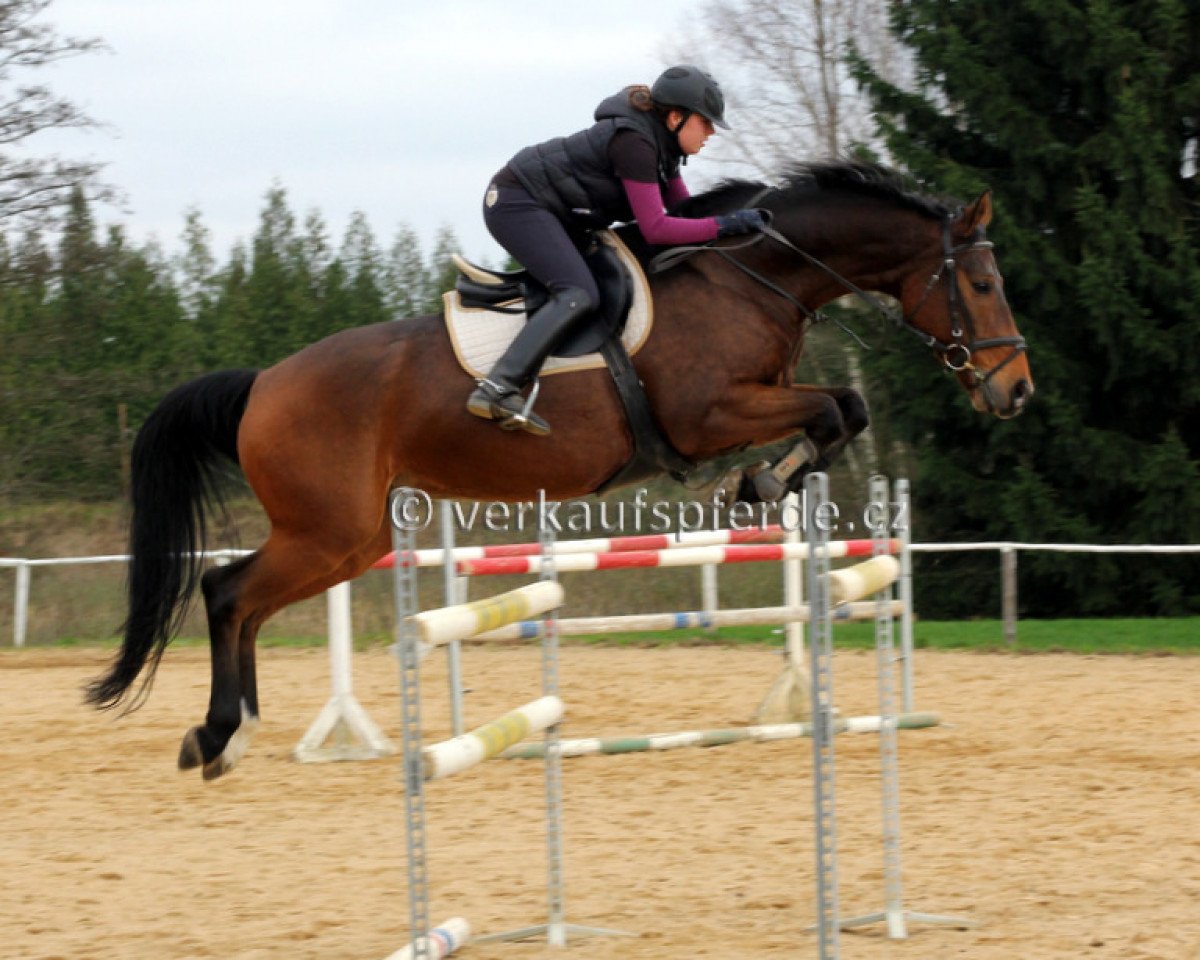 Pferd Leggion (Tschechisches Warmblut, 2005, von Sinuhet)