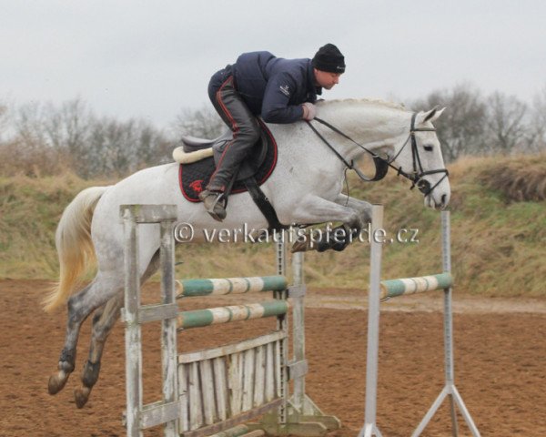 horse SIHAM (Czech Warmblood, 2007, from Landino)