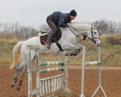 Pferd Siham (Tschechisches Warmblut, 2007, von Landino)