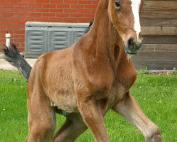 broodmare Annichella (Hanoverian, 2014, from Action-Breaker)