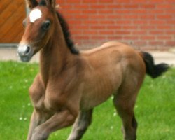 jumper Quafitti (Hanoverian, 2014, from Qualitaet 3)