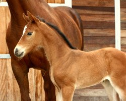 broodmare Niinja (Hanoverian, 2014, from Numero Uno)