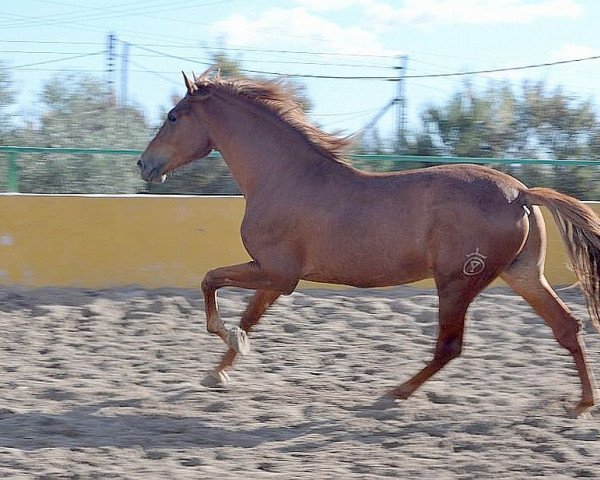 jumper Latino (German Sport Horse, 2009, from Levistano)