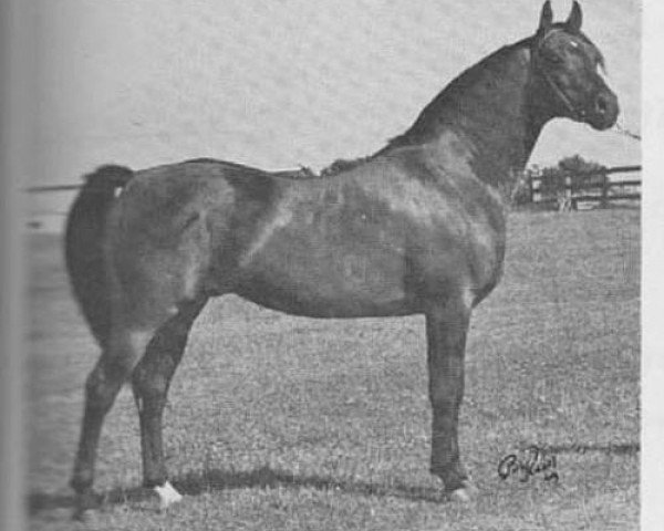 Deckhengst Gazon ox (Vollblutaraber, 1955, von Ferzon ox)