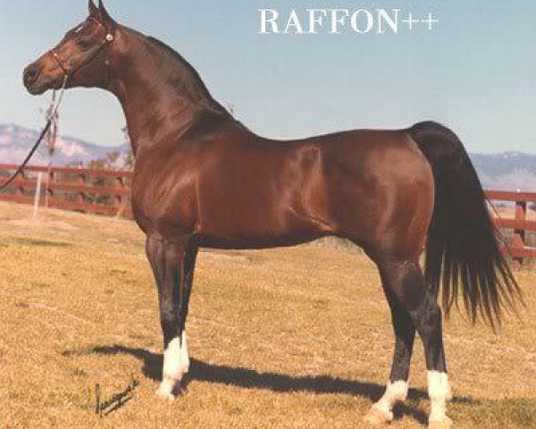 stallion Raffon ox (Arabian thoroughbred, 1961, from Gazon ox)