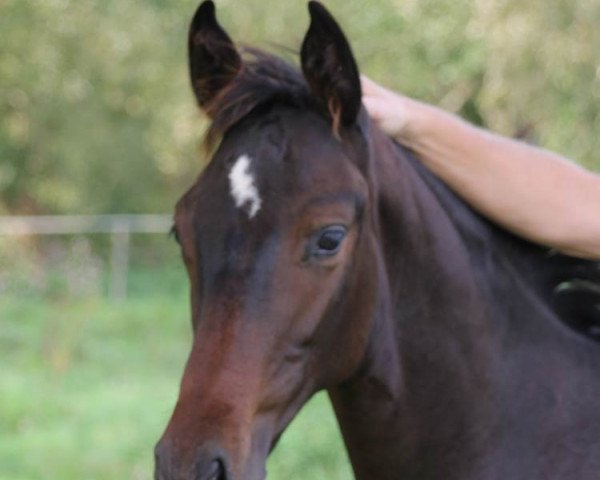 stallion Follow Me Quick (Hanoverian, 2014, from Fabriano)