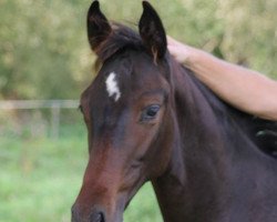 stallion Follow Me Quick (Hanoverian, 2014, from Fabriano)