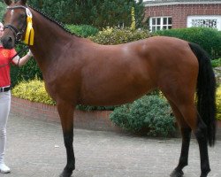 broodmare Pamina (German Riding Pony, 2010, from Nemax)