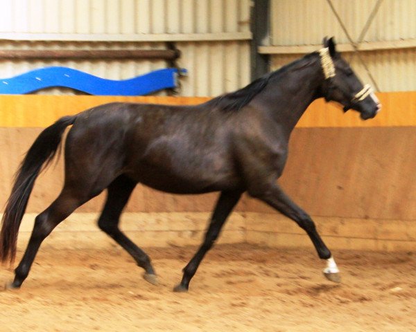 broodmare Friedlinde (Hanoverian, 2011, from Fürst Nymphenburg)