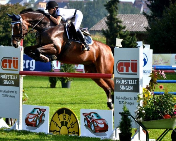 jumper Larocco 3 (Oldenburg show jumper, 2006, from Lord Pezi)